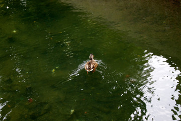 Enten auf einem Teich