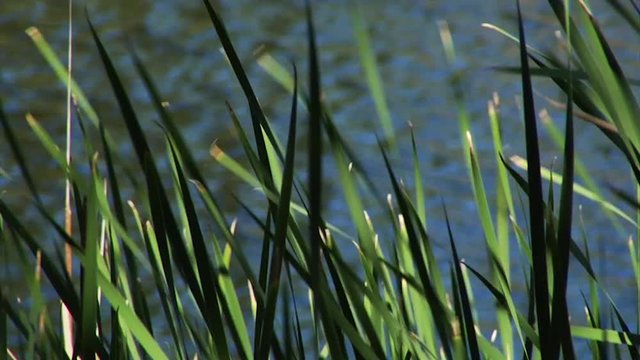 Joshua Tree park, closeup of tall grass near river.