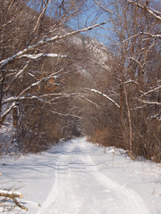 Forest road in the winter afternoon