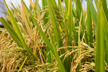 Obraz premium Paddy field