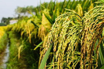 Paddy field © Naga Venkatesh