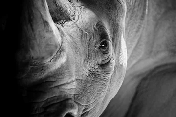 Foto op Plexiglas Een neushoorn klaar om op te laden © Sherrod Photography