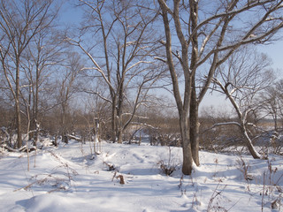 Winter forest