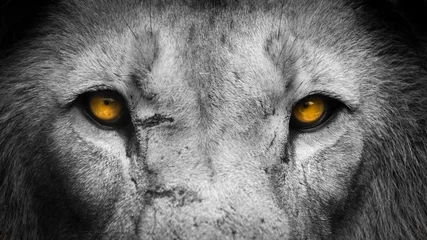 Fototapeten Löwengesicht mit goldenen Augen © Sherrod Photography