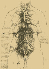 Anatomical chart illustration / Leonardo da vinci [vector]