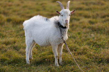 Obraz premium Козы на пастбище