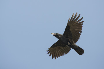 Crow flying in the blue sky