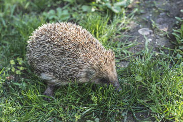 Hedgehog on green lawn