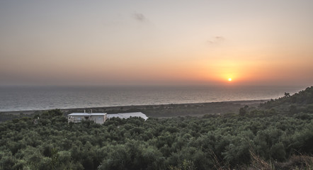 Olive trees, sea and sunset