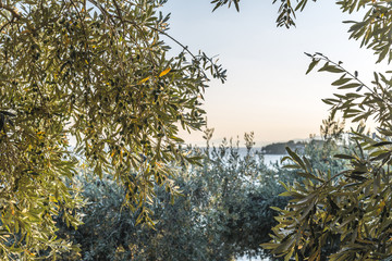Olive trees, sea and sunset