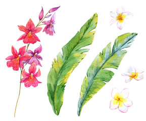 Watercolor tropical set © Zenina-Lembrik