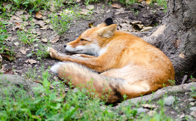 Beautiful red fox resting on the tree roots. Selective focus