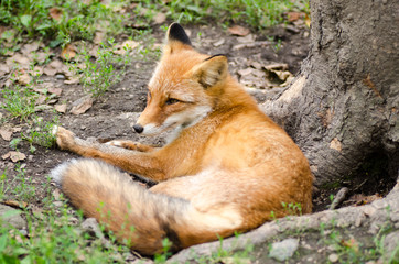 Beautiful red fox resting on the tree roots. Selective focus