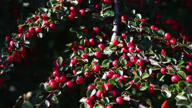 beautiful red berries on bush