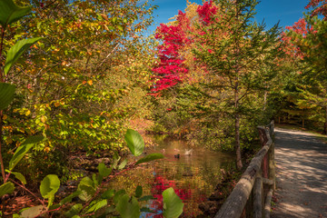 Obraz premium FALL IN NS