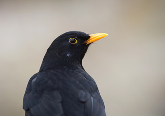 Common blackbird,  blackbird
