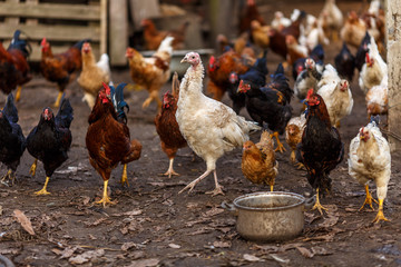 Молодая индюшка и куры на подворье