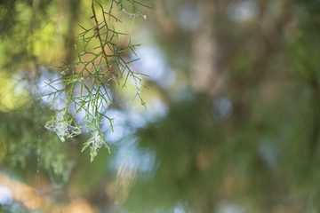 Pine tree branches covered with spider fiber. Hanging from the top. A green background
