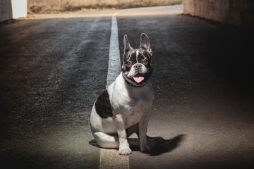 French Bulldog - obrazy, fototapety, plakaty