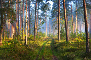 Obraz premium Mglisty wschód słońca w lesie liściastym na Łotwie.