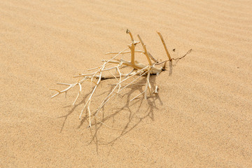 Dried small tree in the Gobi Desert, Mongolia