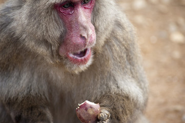 feeding time at the zoo