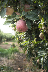 Apples tree in the orchard