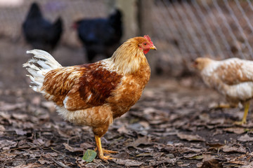 Куры на домашнем подворье