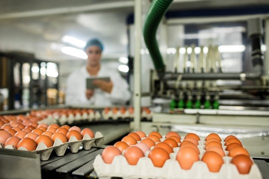 Cartons of eggs moving on the production line