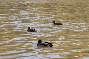 Wild ducks on a pond in the city park in sunny autumn day