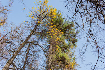 Crowns trees against the background of the blue sky in sunny autumn day
