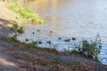 Wild ducks on a pond in the city park in sunny autumn day