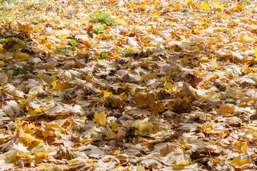 Autumn landscape in the city park leaves of trees close up