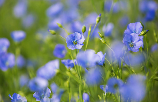 Flax, Linum usitatissimum