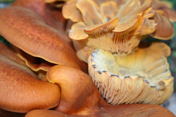 Clitocybe olearia o fungo dell'olivo