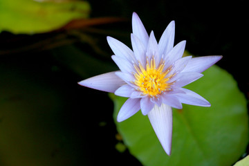 This beautiful waterlily or purple lotus flower is complimented by the drak colors of the deep blue water surface. Saturated colors and vibrant detail make this an almost surreal image