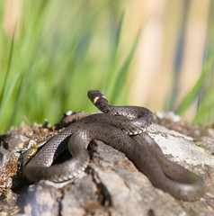 Grass snake