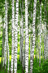 Panele Szklane  lato w brzozowym lesie