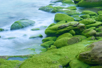 moss covered coastline