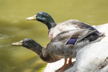 Image of two male mallard ducks (Anas platyrhynchos) standing on