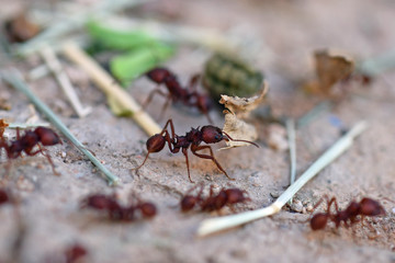 Blattschneider-Ameisen transportieren Futter