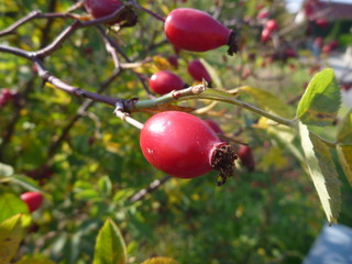 hip bush full of red ripe fruit