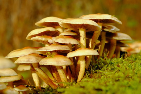 Schwefelk&ouml;pfe