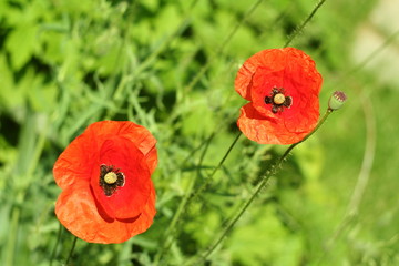 red poppy in the garden