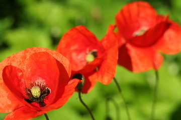 red poppy in the garden closeup