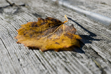 Closeup of aspen tree leaf on wooden bench on sunny autumn day.
