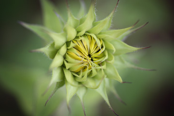 Macro, Sunflower
