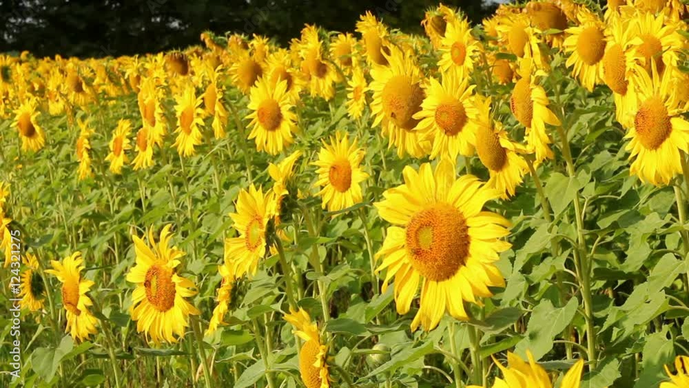 Wall mural Sunflowers