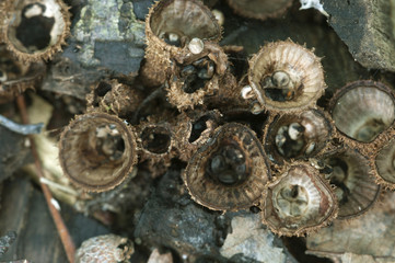 Cyathus striatus