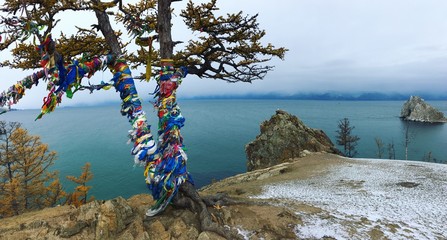сосна на берегу озера Байкал © Dannataly